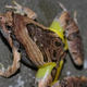 Illustration for article titled Check Out This Gorgeous Frog and Learn a New Word